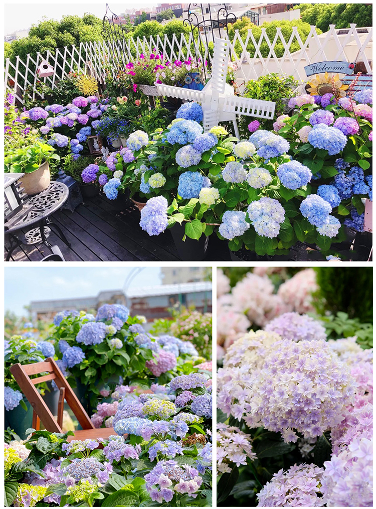 Zbliżenie na kwitnącą hortensję